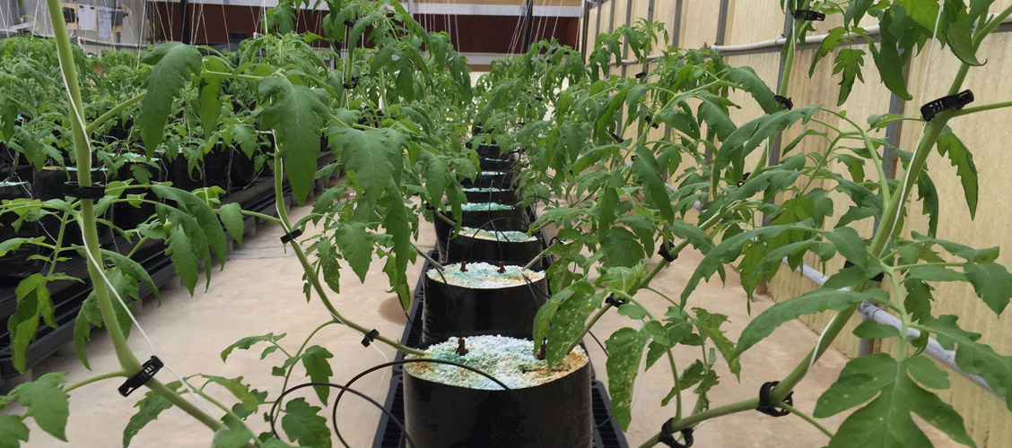 Horticulture Horticulture